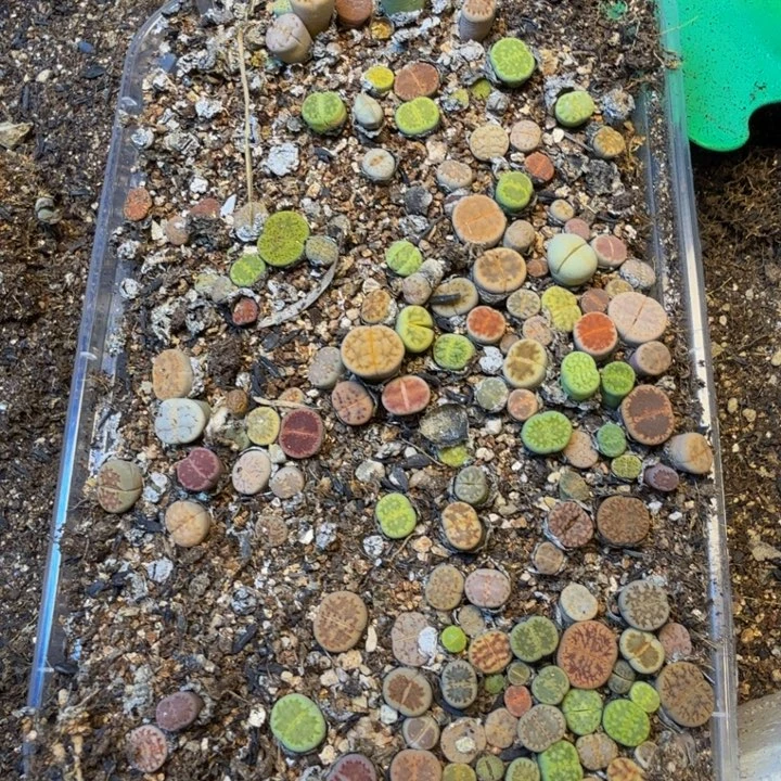 格***者多肉植物的生长盼36