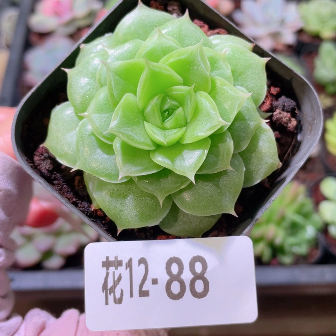 花利美12-88麦秆单头