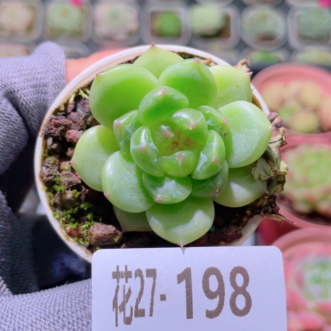 花利美27-198珍妮
