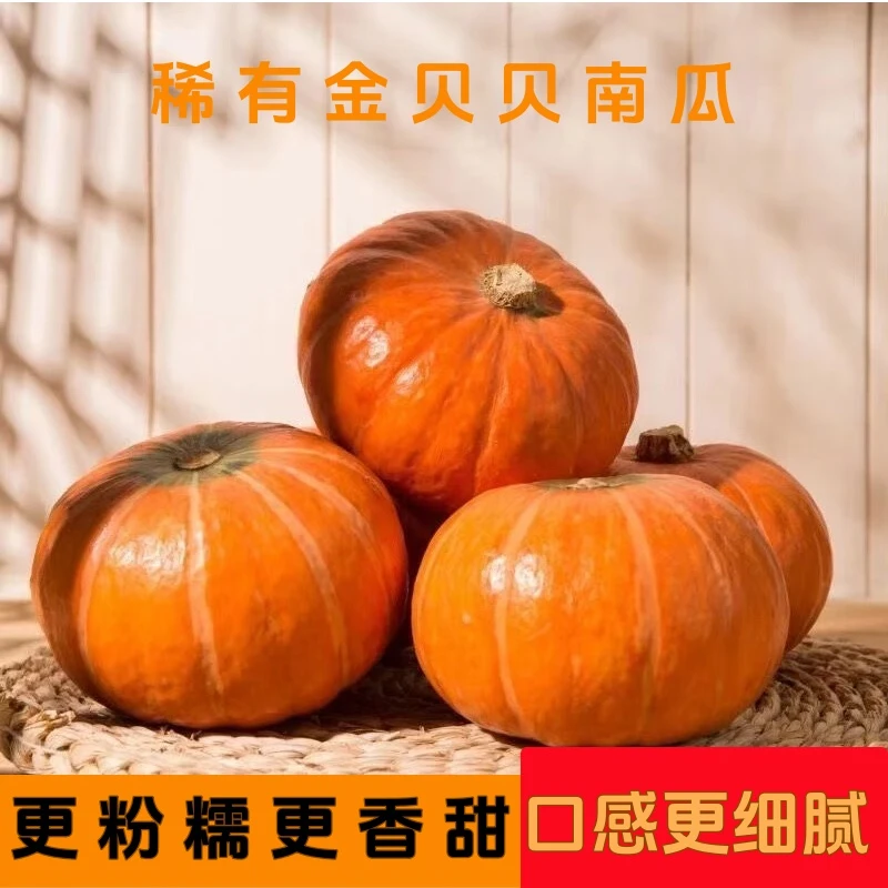 正宗金贝贝红贝贝南瓜山东原产地直发贝贝南瓜粉糯香甜现摘现发
