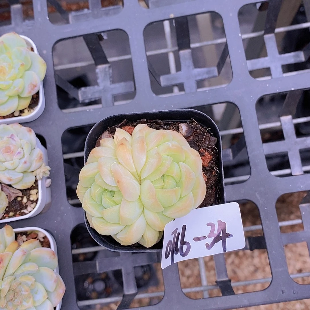 0716-34-瑶池双头一物一拍