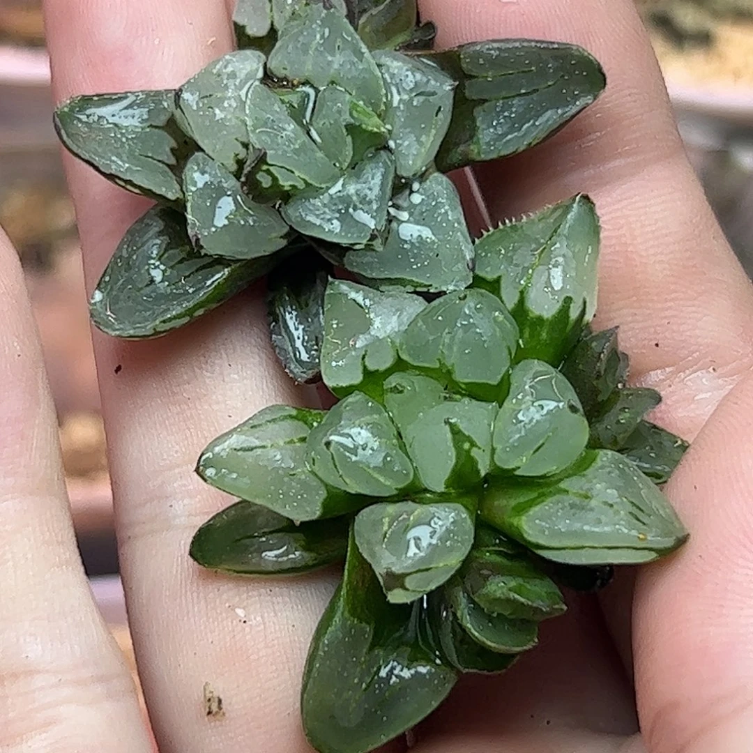 圣诞蜡烛十二卷多肉植物量拍