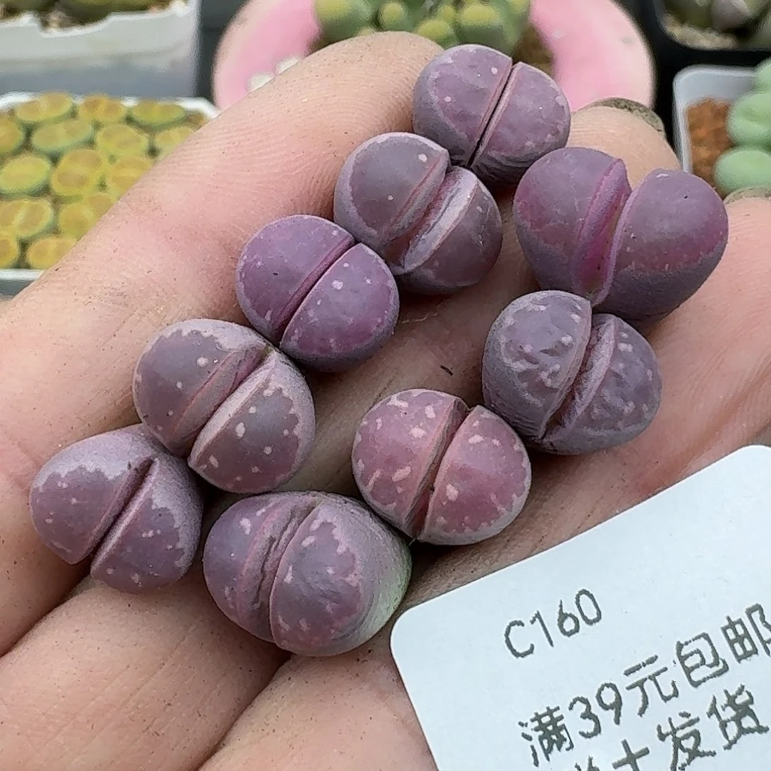 160多肉红橄榄有点干