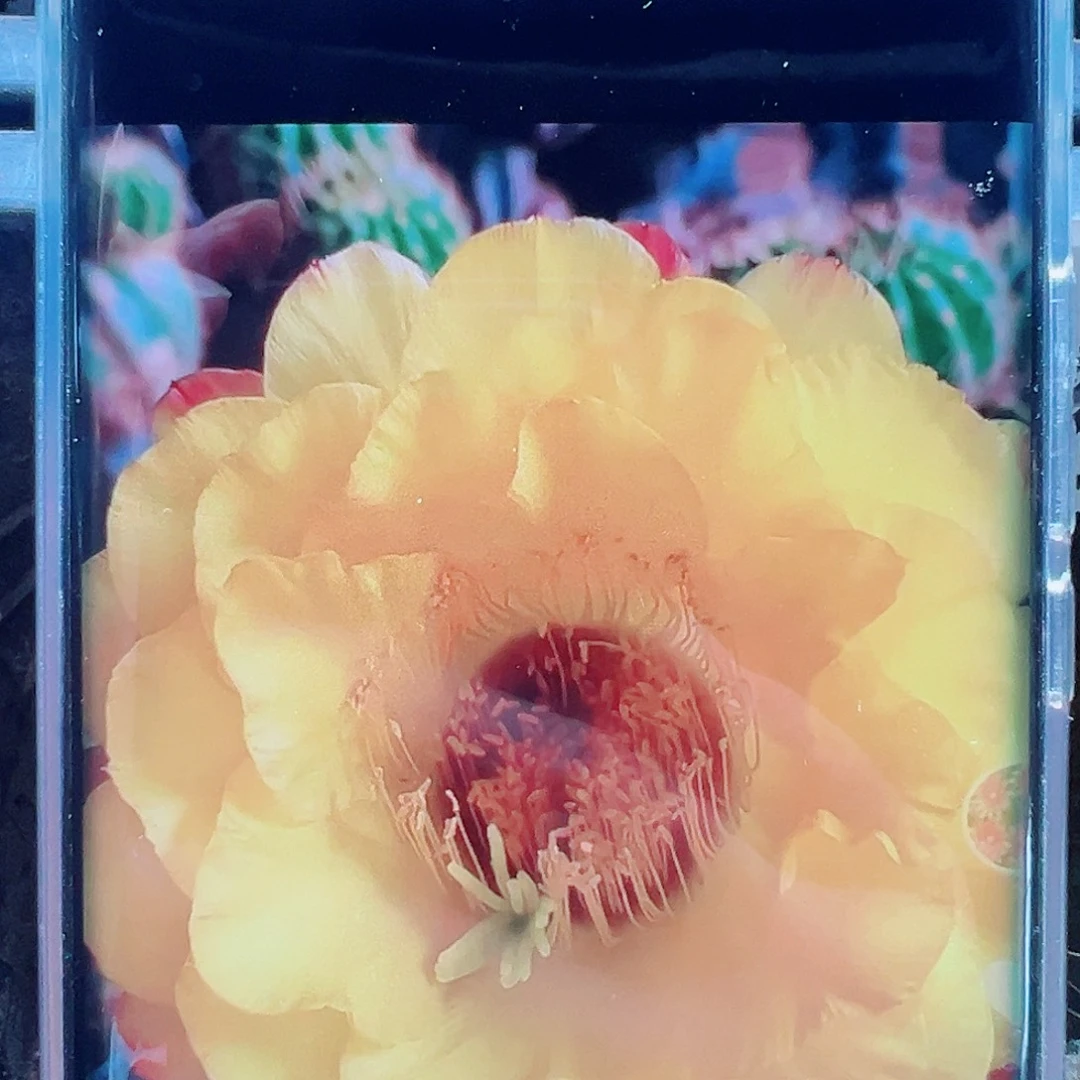 毛花柱黄金酒杯侧芽 20 包邮