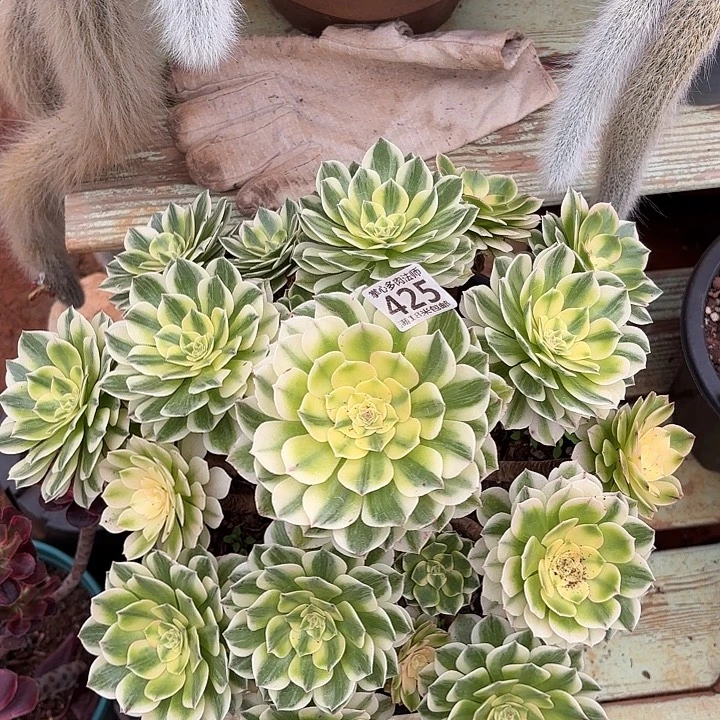 425伊丽莎白诺米多肉法师锦不包侧枝断枝