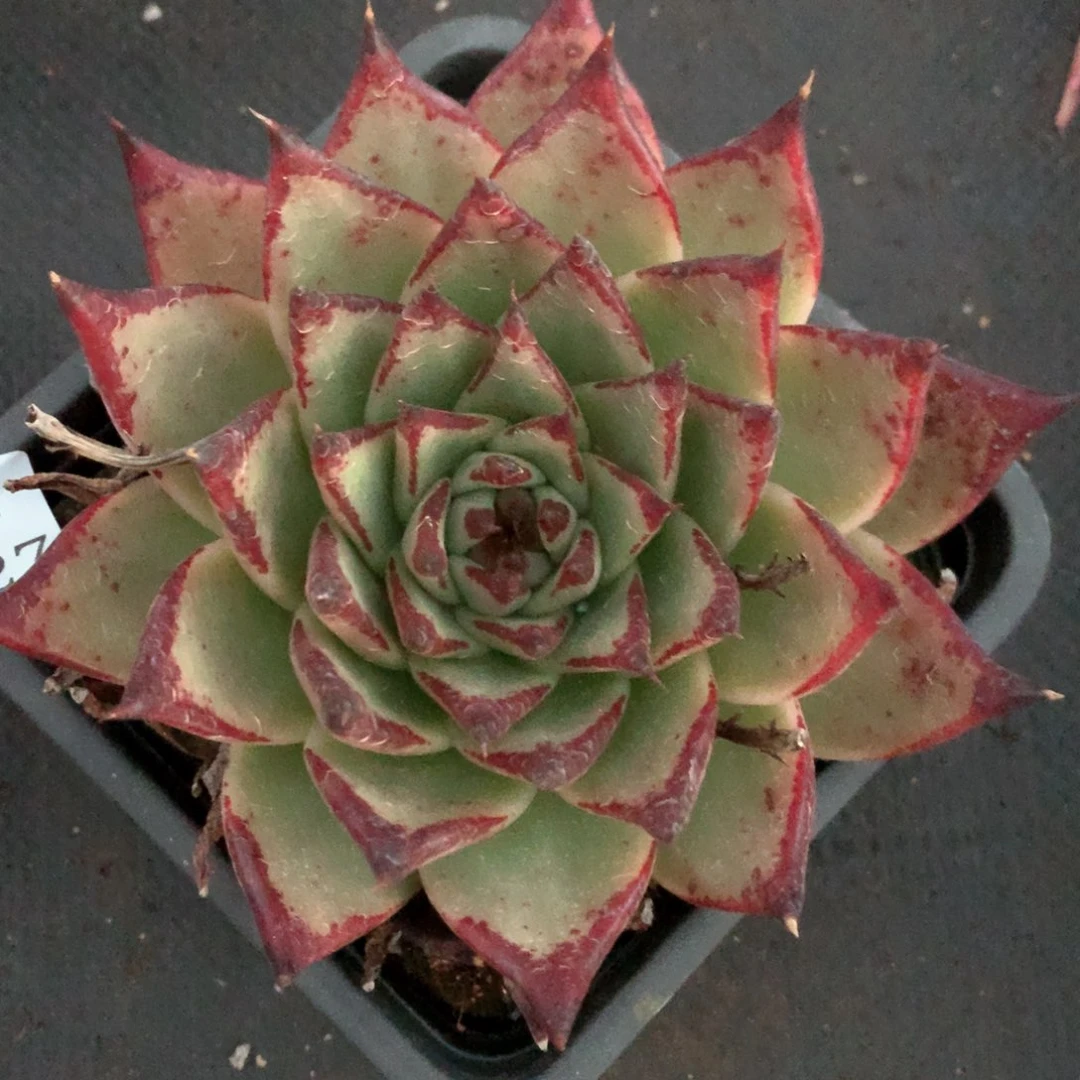 3227杂交多肉植物基地