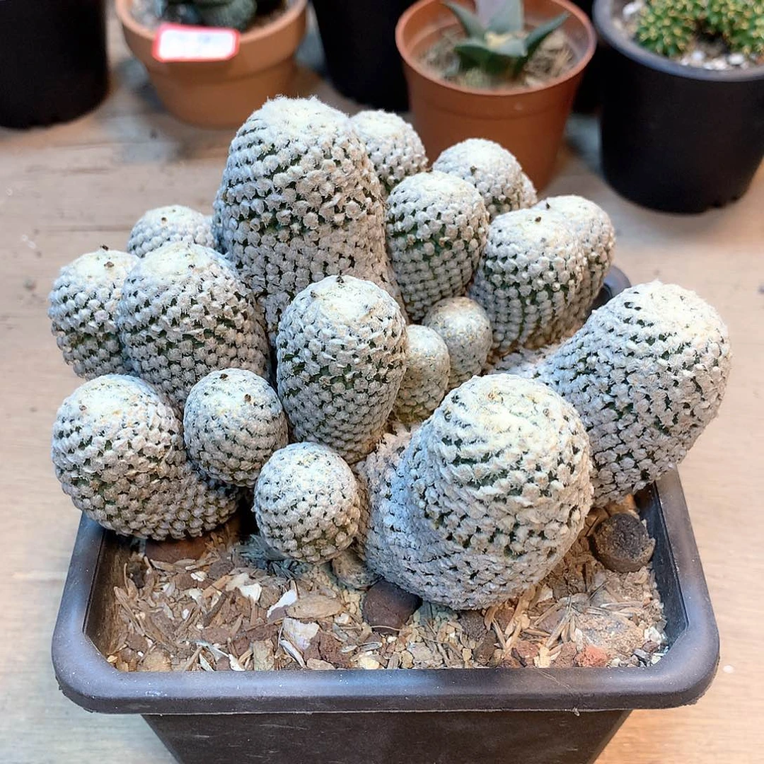 蔷薇丸