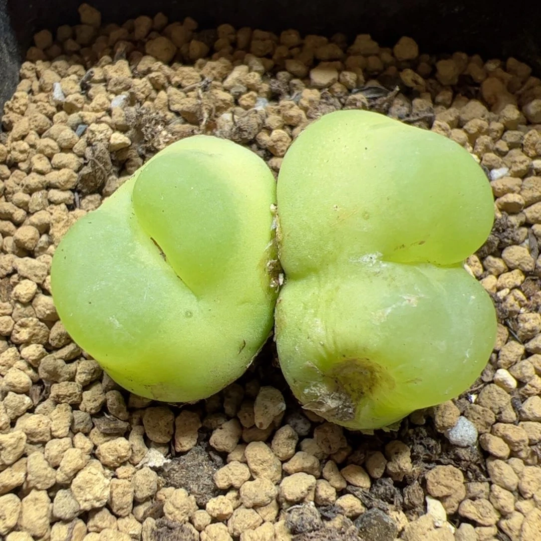 【闪购商品】双头福利