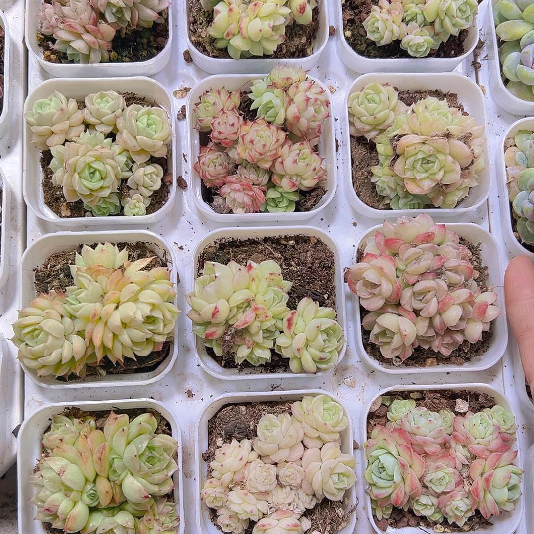 麦杆群19包邮多肉植物