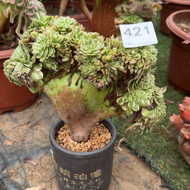 朝霞法师锦缀化421