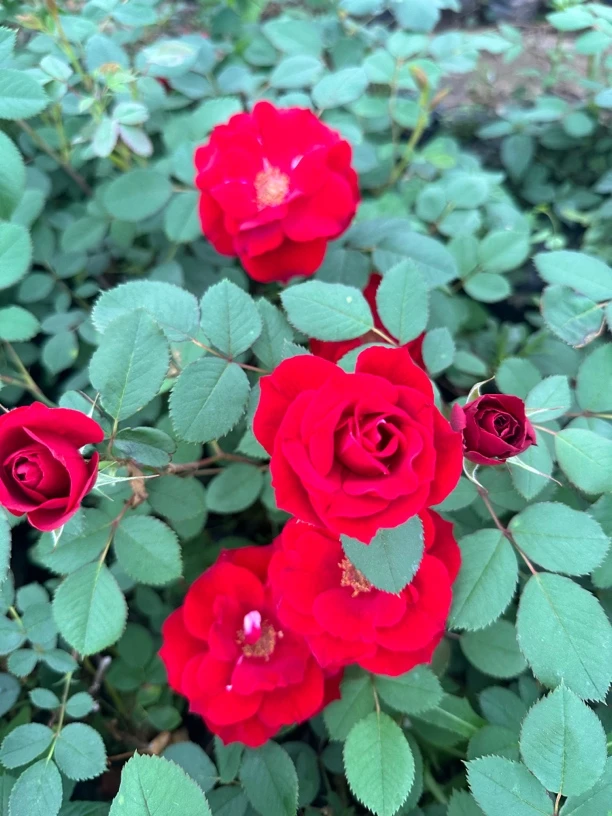 东北耐寒月季（绒霞）拍一发四