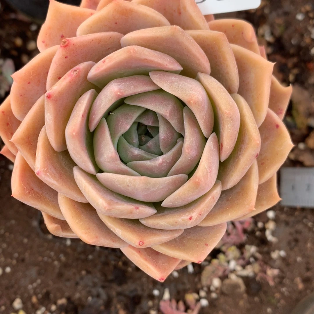 8308杂交多肉老桩