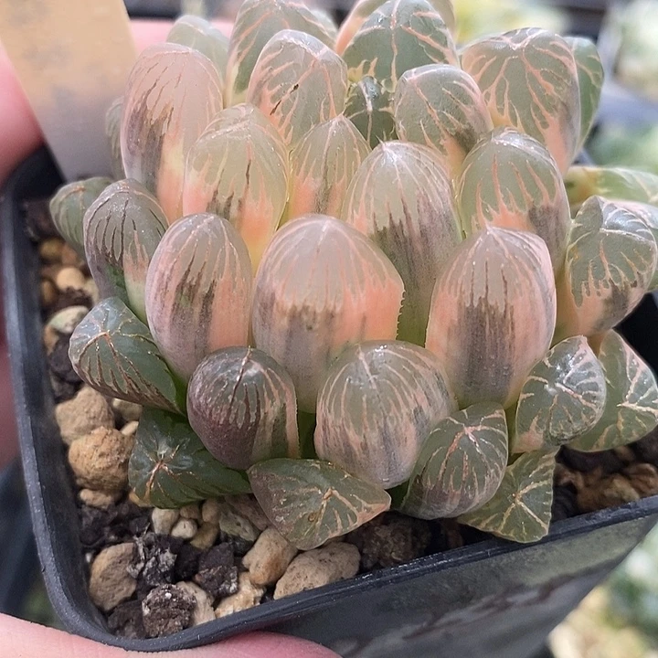 74实生湖斑玉露锦一物一拍