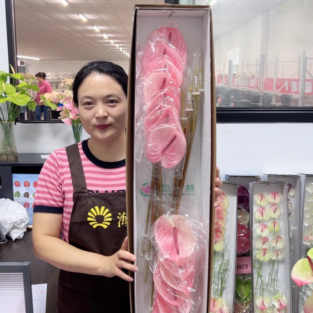 完全开放凯迪-红掌鲜切花16枝装
