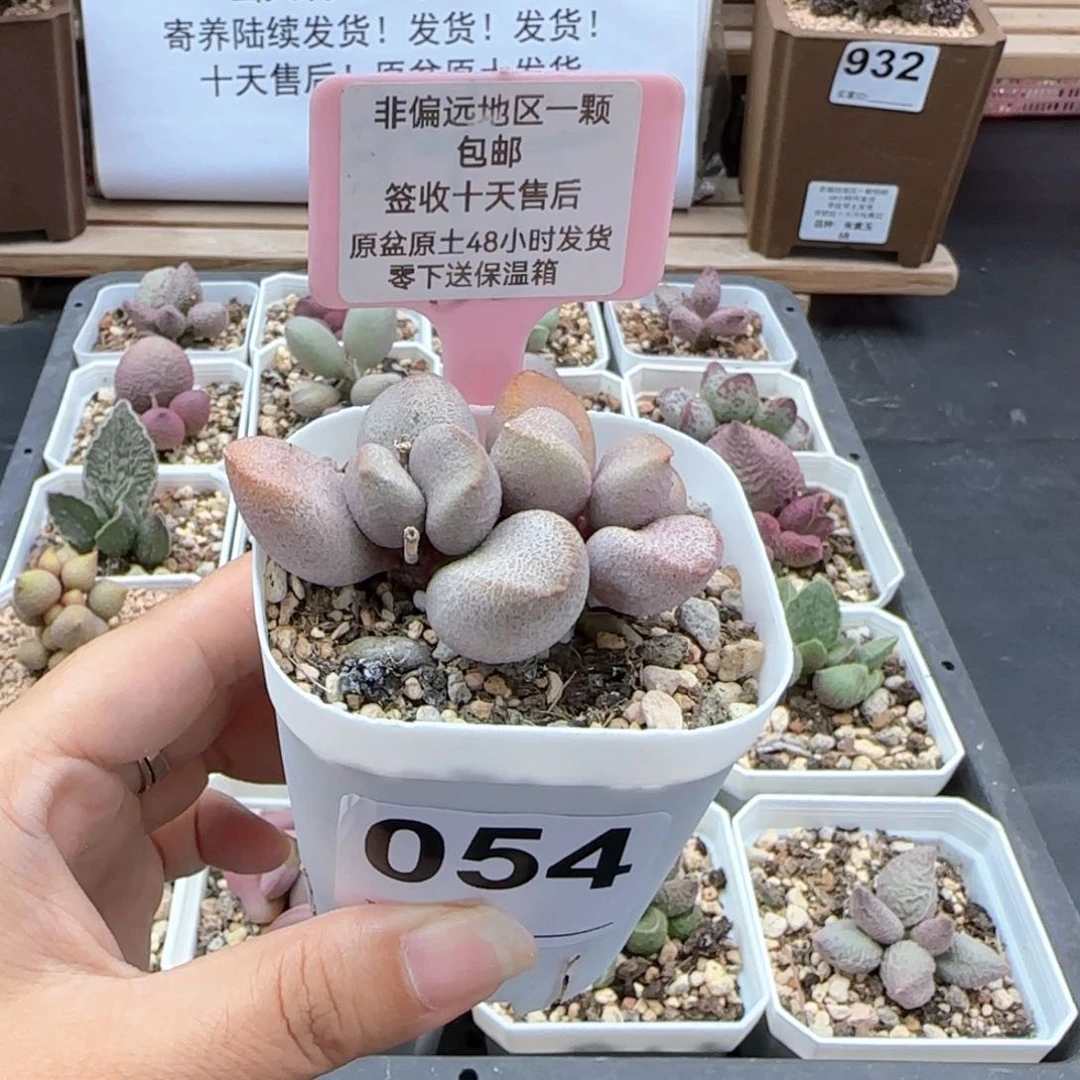 054甜心多肉植物