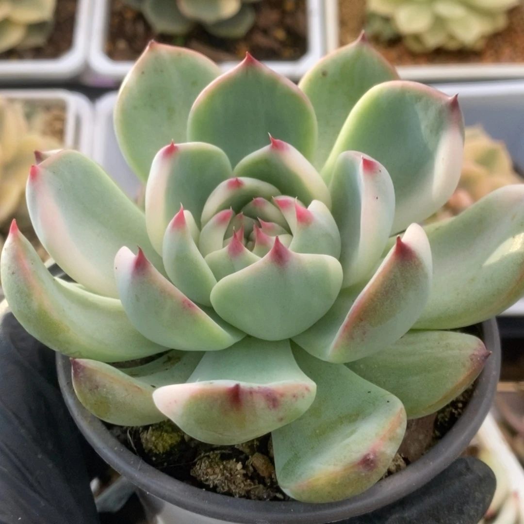 139锦锦锦锦锦锦锦锦