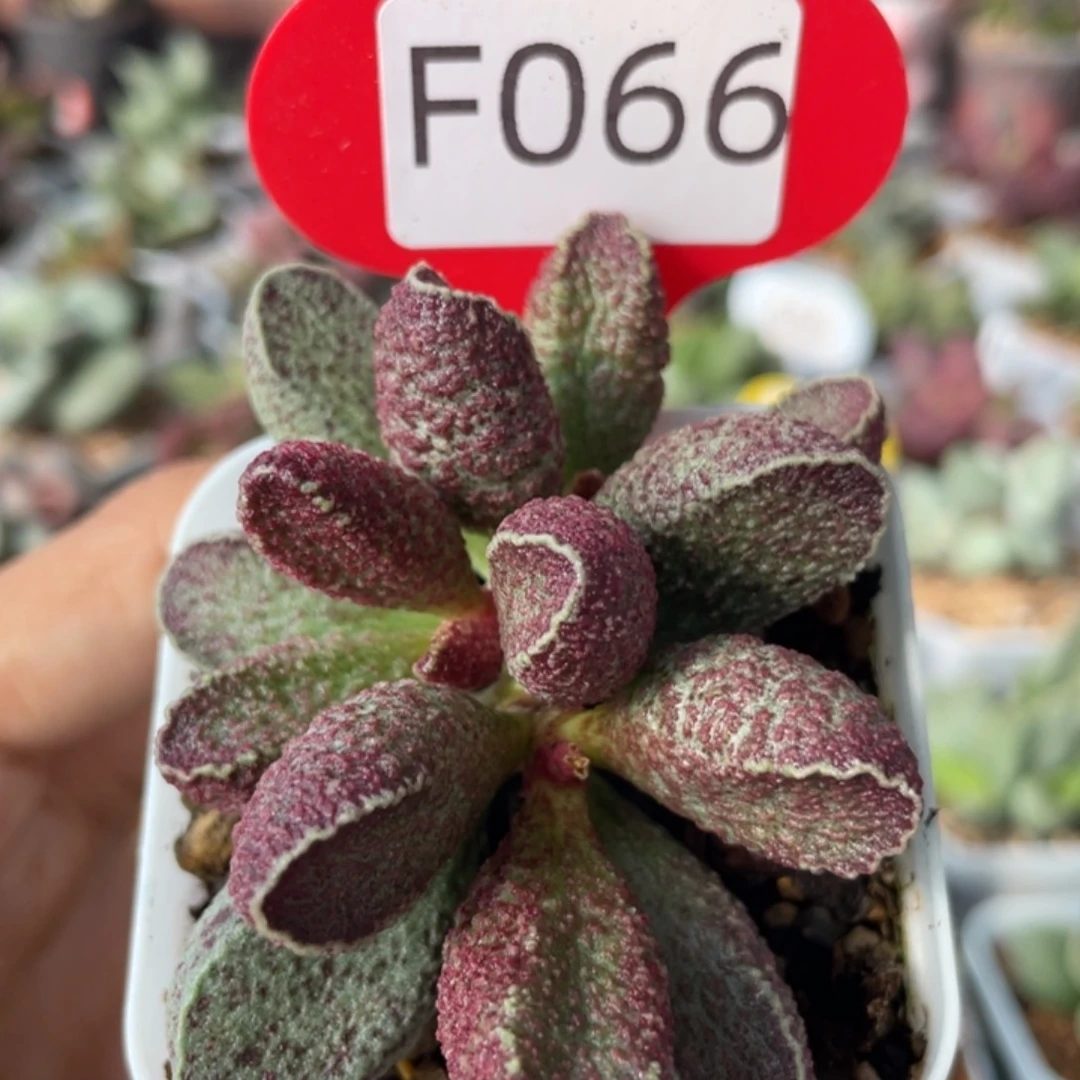 花猪肝。 F066。