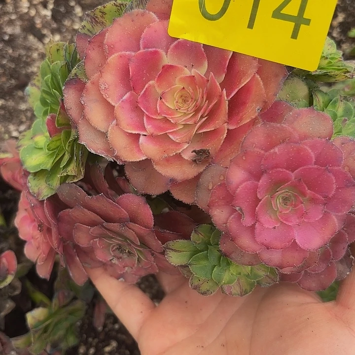 多肉植物福利来014个