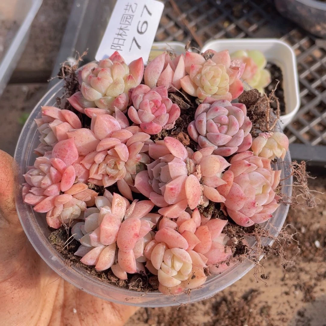 多肉植物多肉植物767