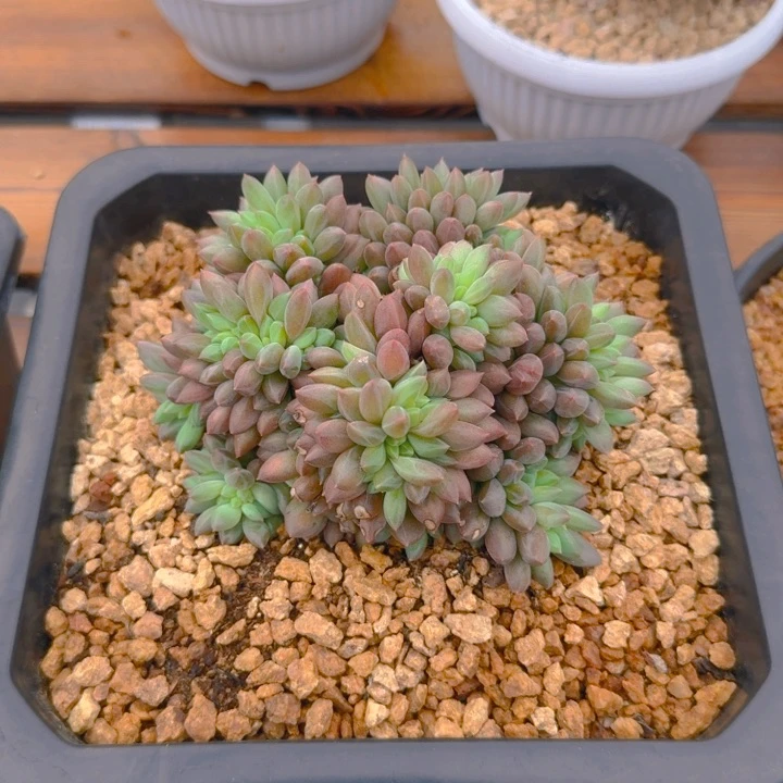 ****去红蜻蜓缀啊啊啊啊啊啊我去寄养