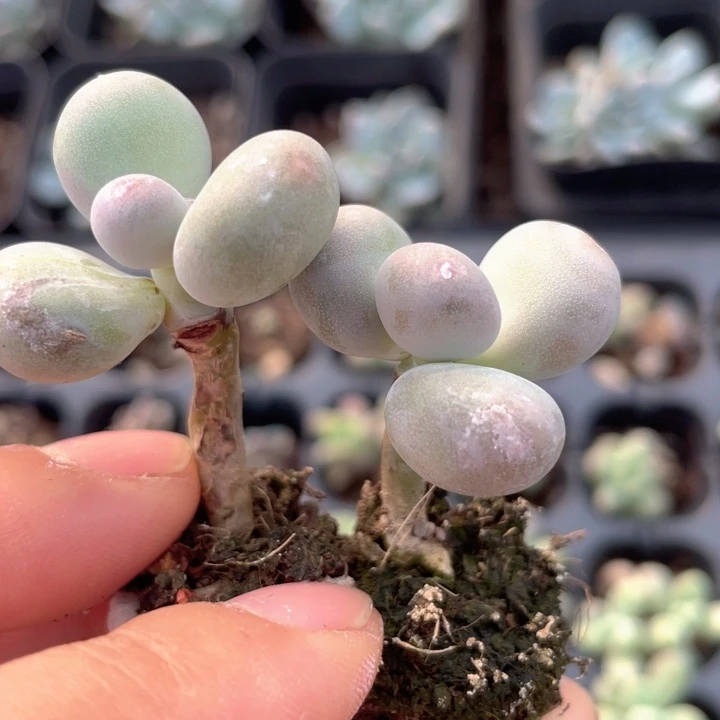 彩虹奶满18包邮发3颗