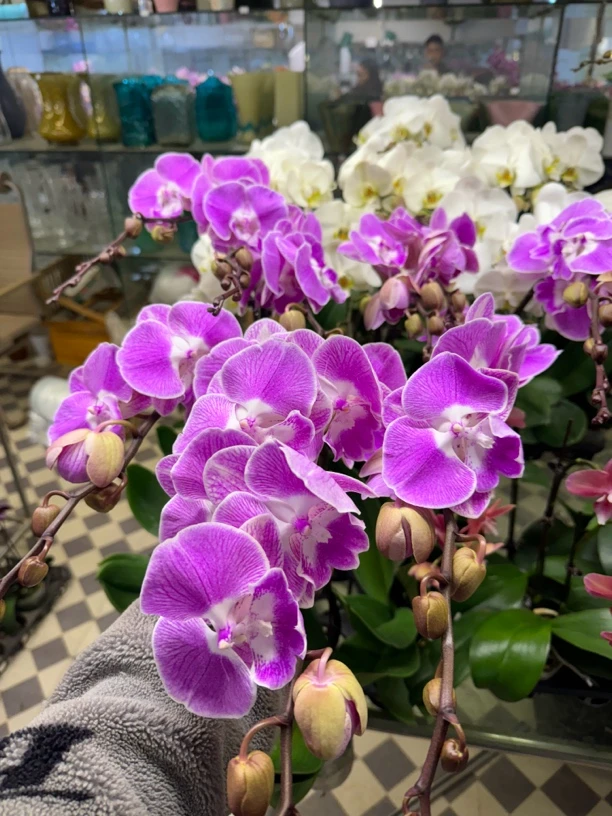 新梦露蝴蝶兰盆栽   任意两颗包邮