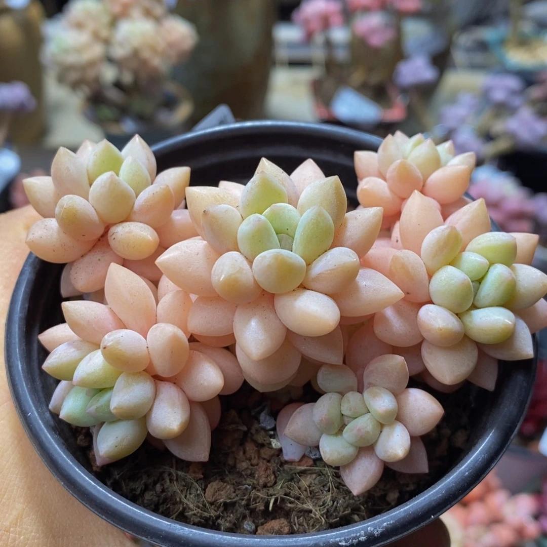 382 泡泡糖不包整8厘米