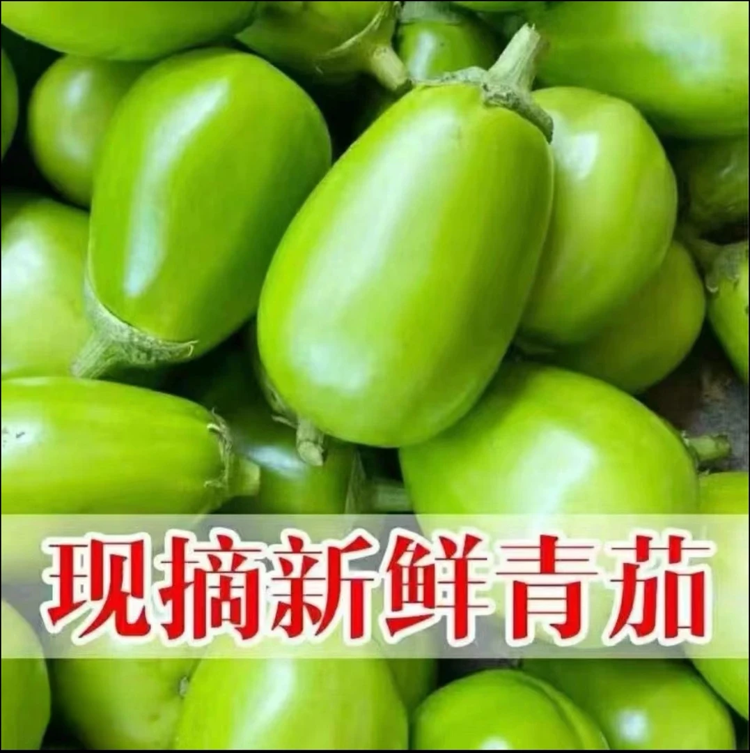 河南农家现摘现发新鲜青皮绿茄子露天种植当季时令蔬菜可生吃红烧