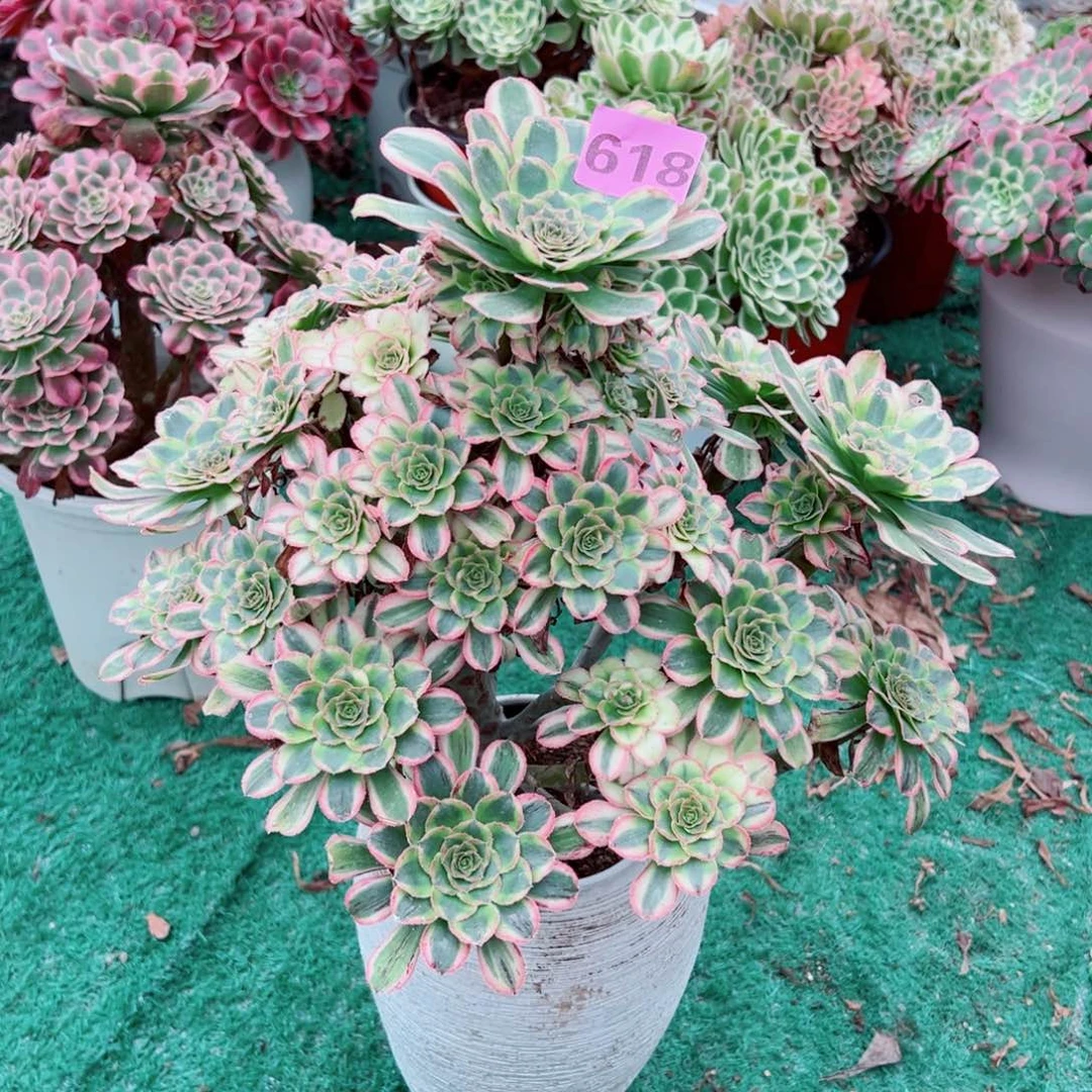 618白兰地法师多肉植物