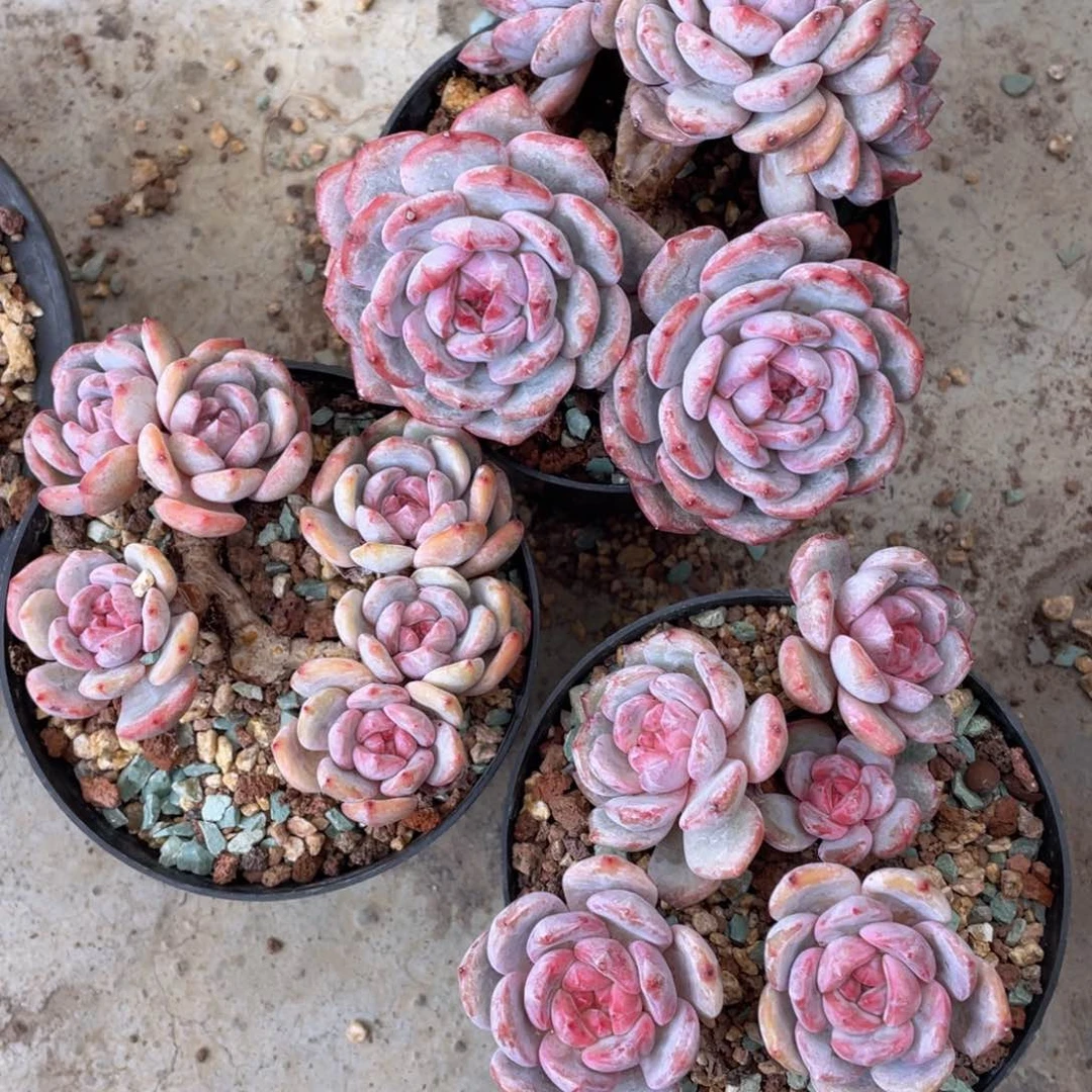 石榴籽星影5头起（状态很好）