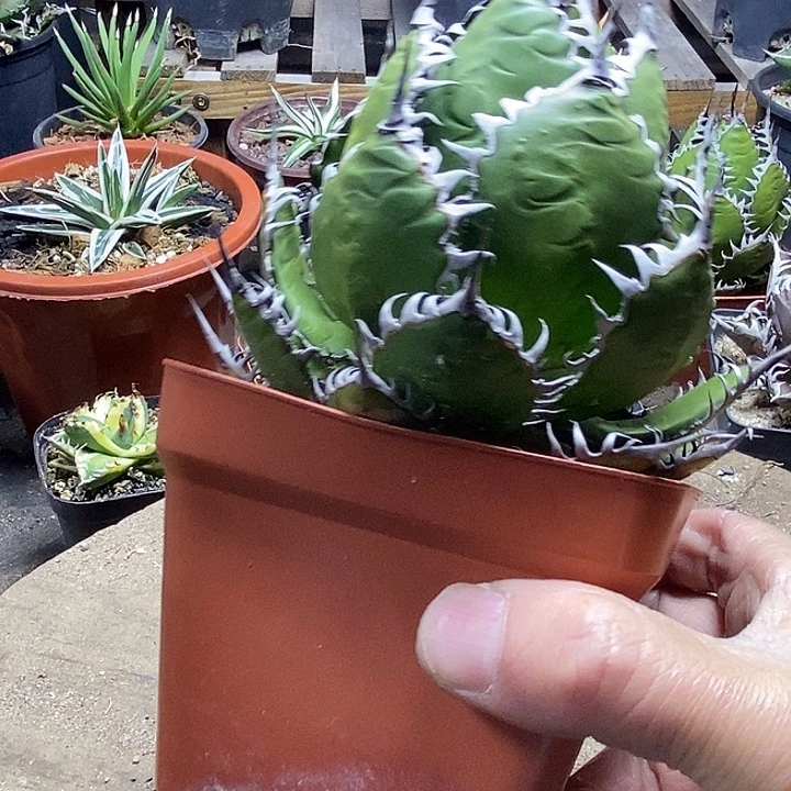 大***运两个芽子。