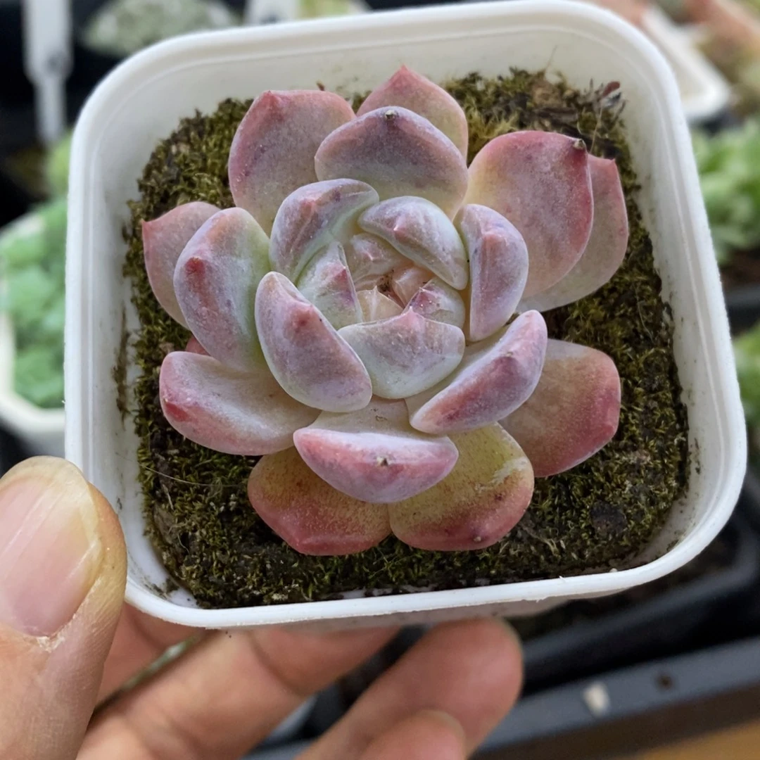 精品多肉一物一拍不包整241