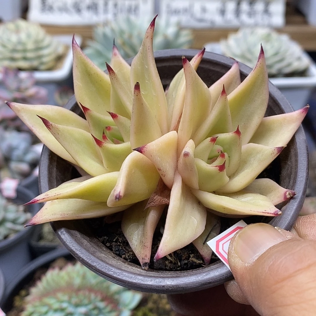 22241 精控星星锦双头