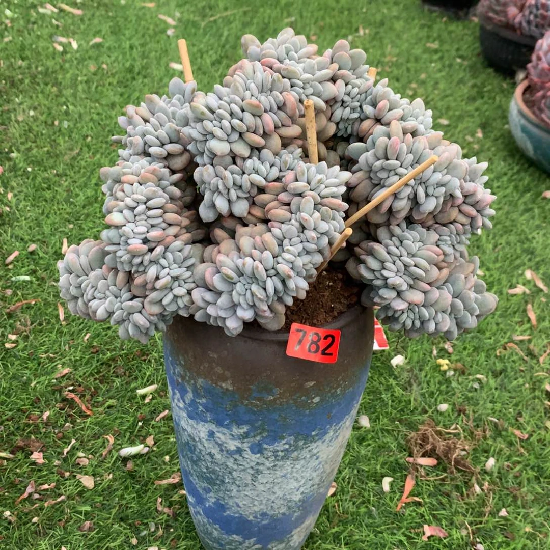 782橙子1111111111111