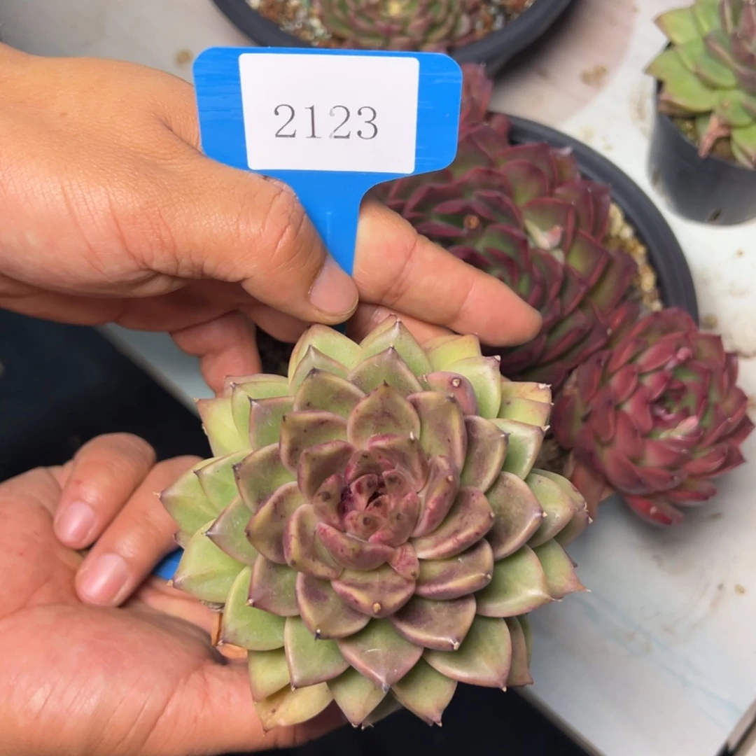 金**串2123肉多哦多么多么多哦