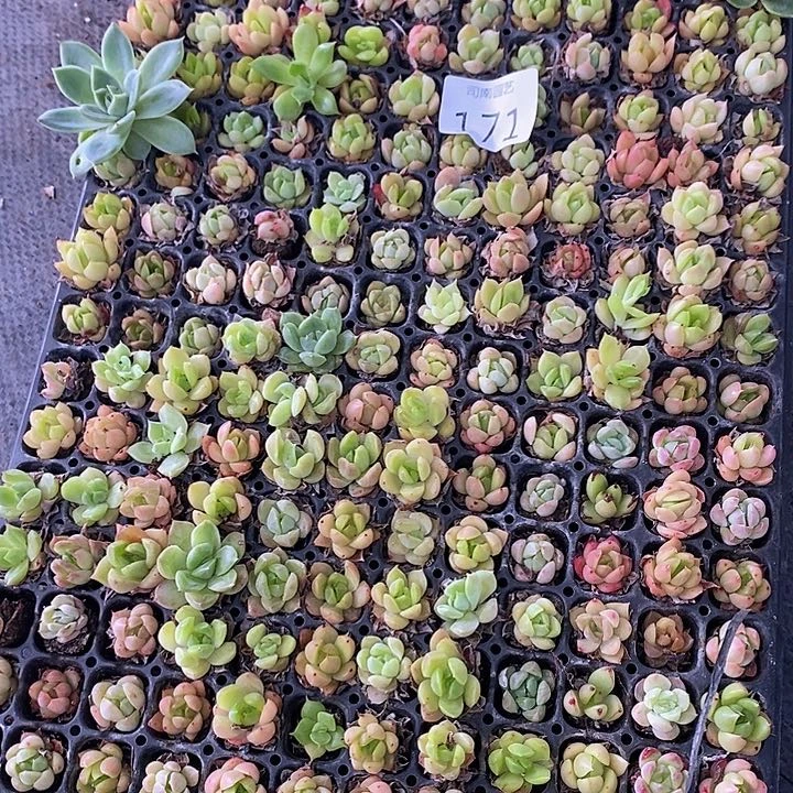 171 多肉植物盆栽花卉