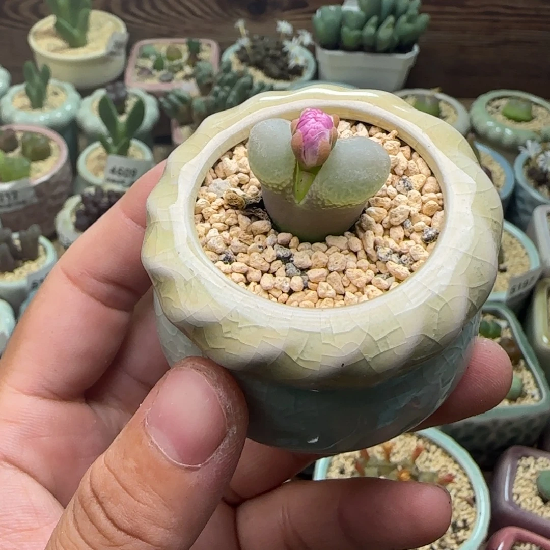 5300--一物一拍 带盆