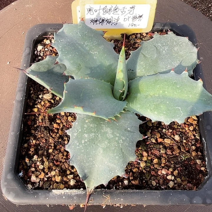 勋哥多肉美版宽叶鲸鱼舌芽