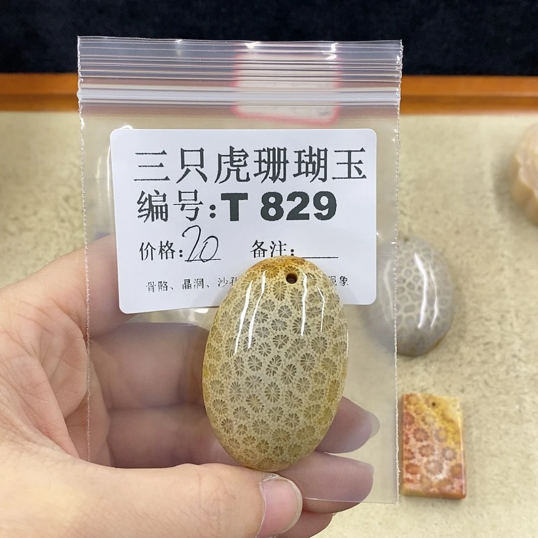 硅化珊瑚（珊瑚玉）1未镶嵌胡**叔