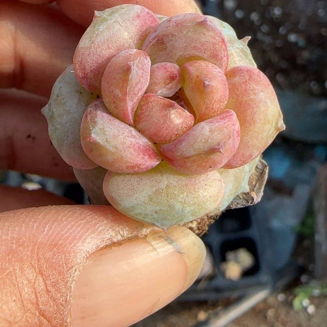 多肉小卡拉米糖心一物一拍