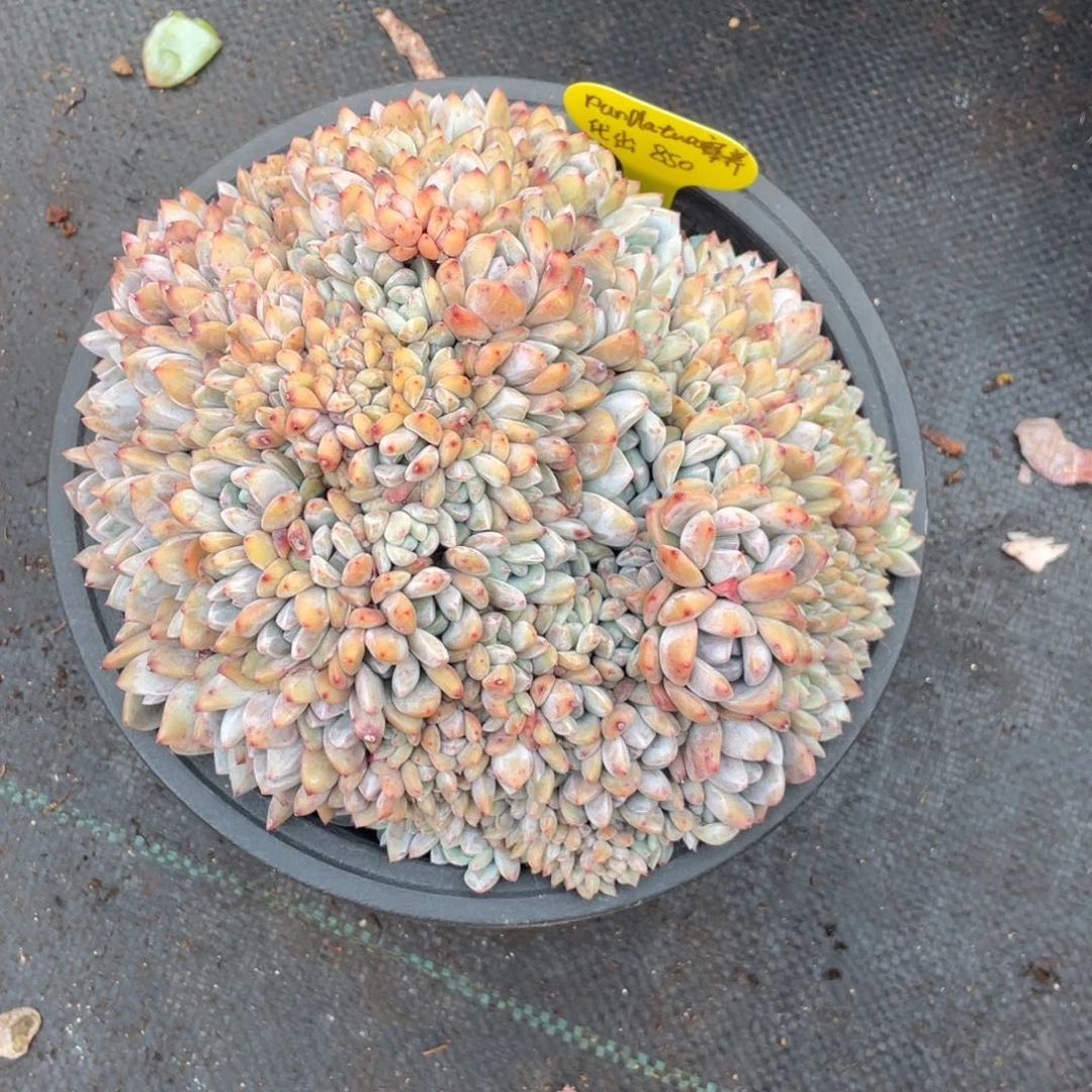 灬***灬石榴子星影缀化潘达寄养出850