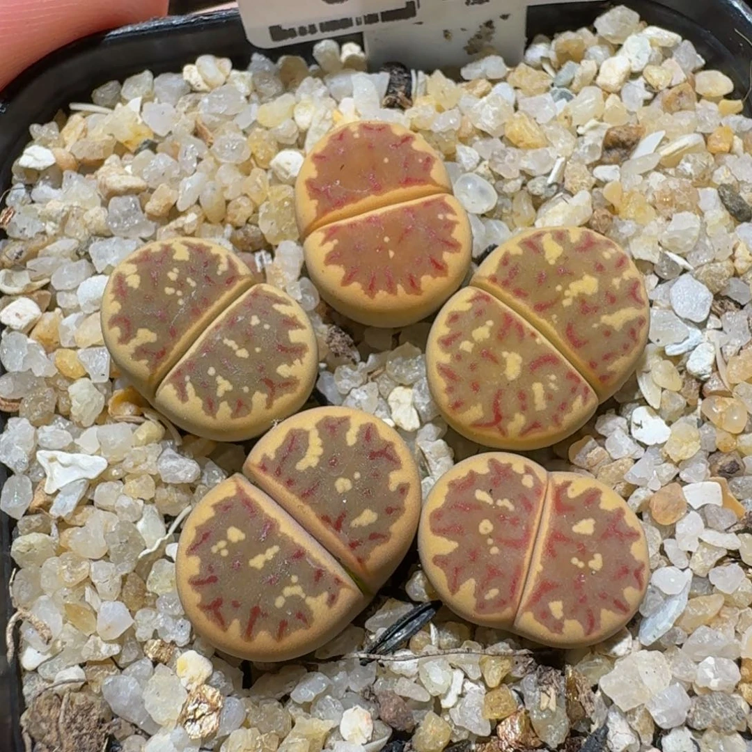 绝绝子生石花3149