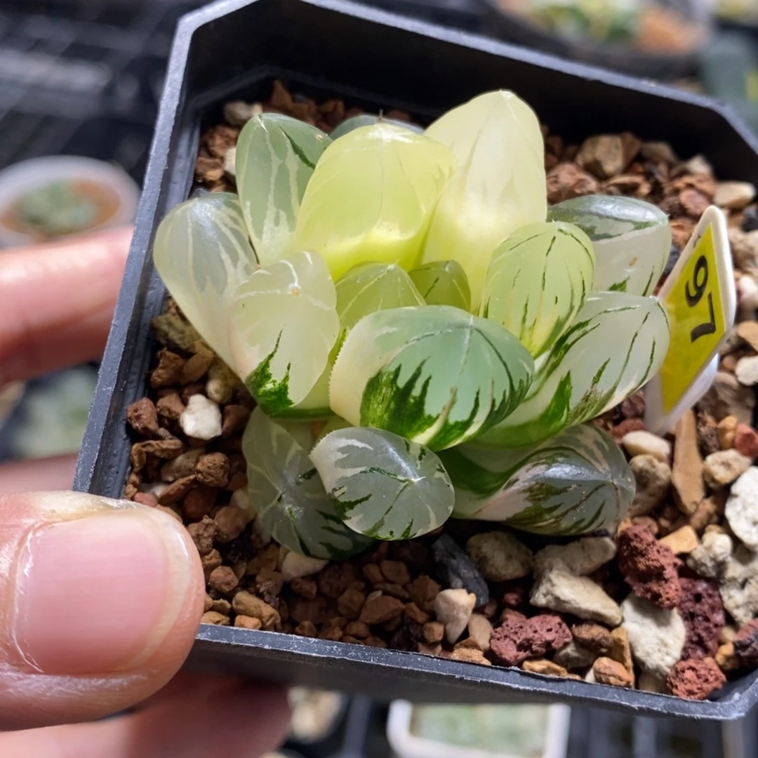 97号水晶玉露锦带盆