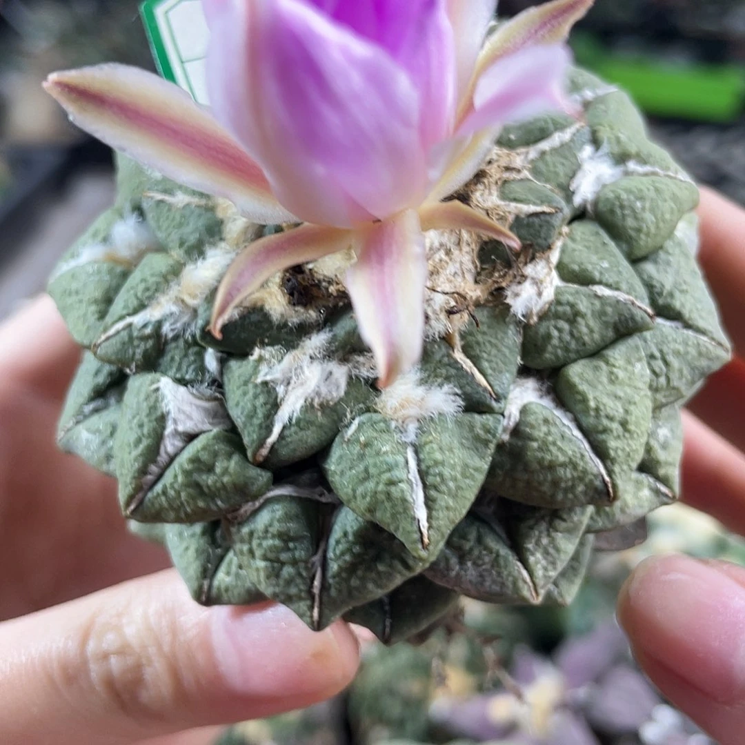 2日6号7.5cm自根大尤黑牡丹萝卜根