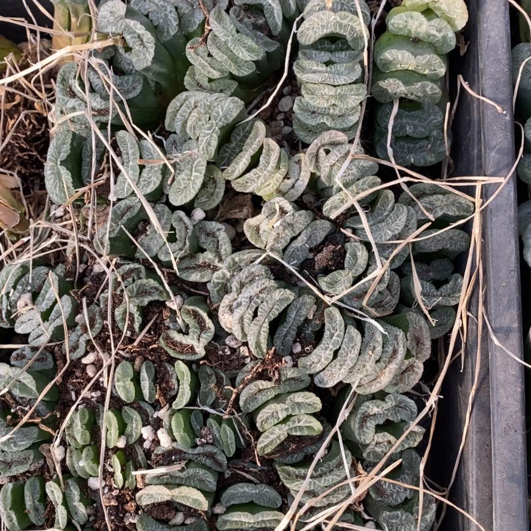 1607 一颗实生玉扇 超级福利