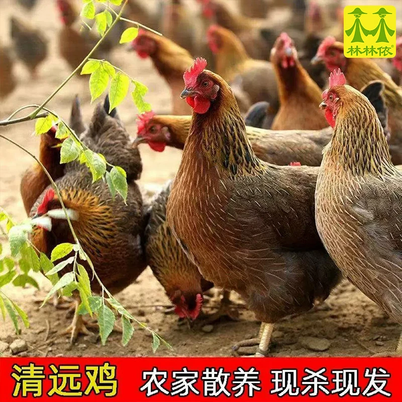 正宗散养清远走地鸡 现宰现发农家清远麻鸡土鸡老母鸡新鲜鸡肉