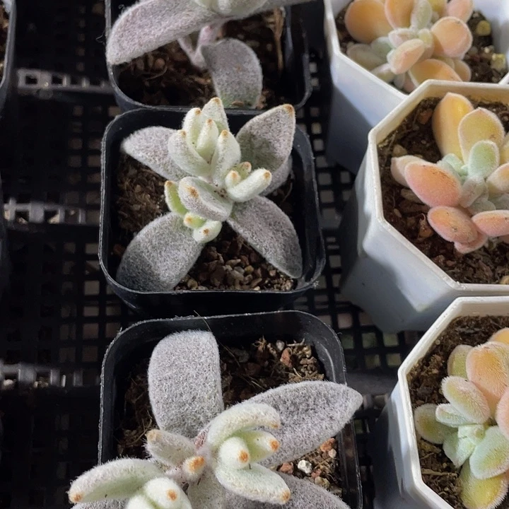 大白兔带盆土发货