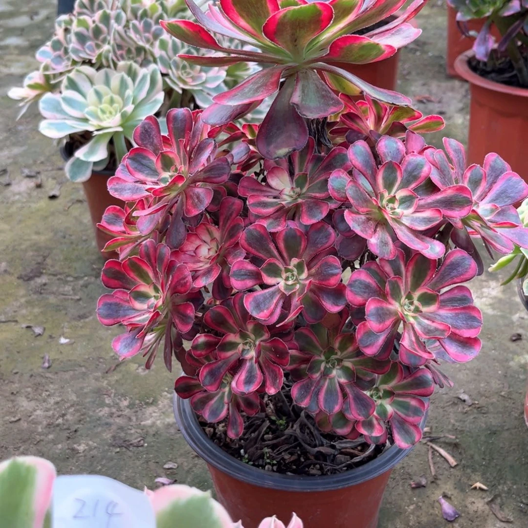 多肉植物香耐儿0199