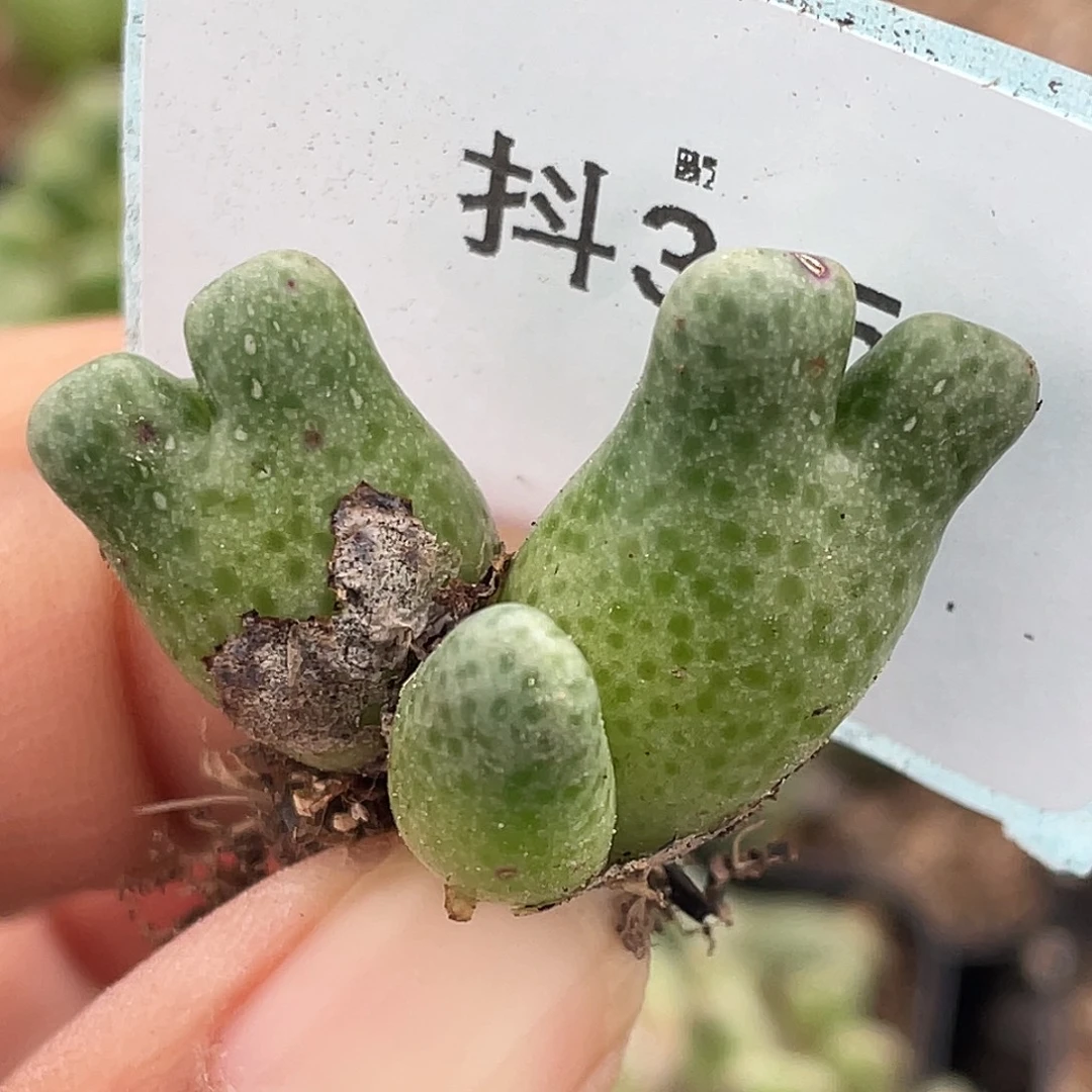 3-5变异鹿角多肉植物