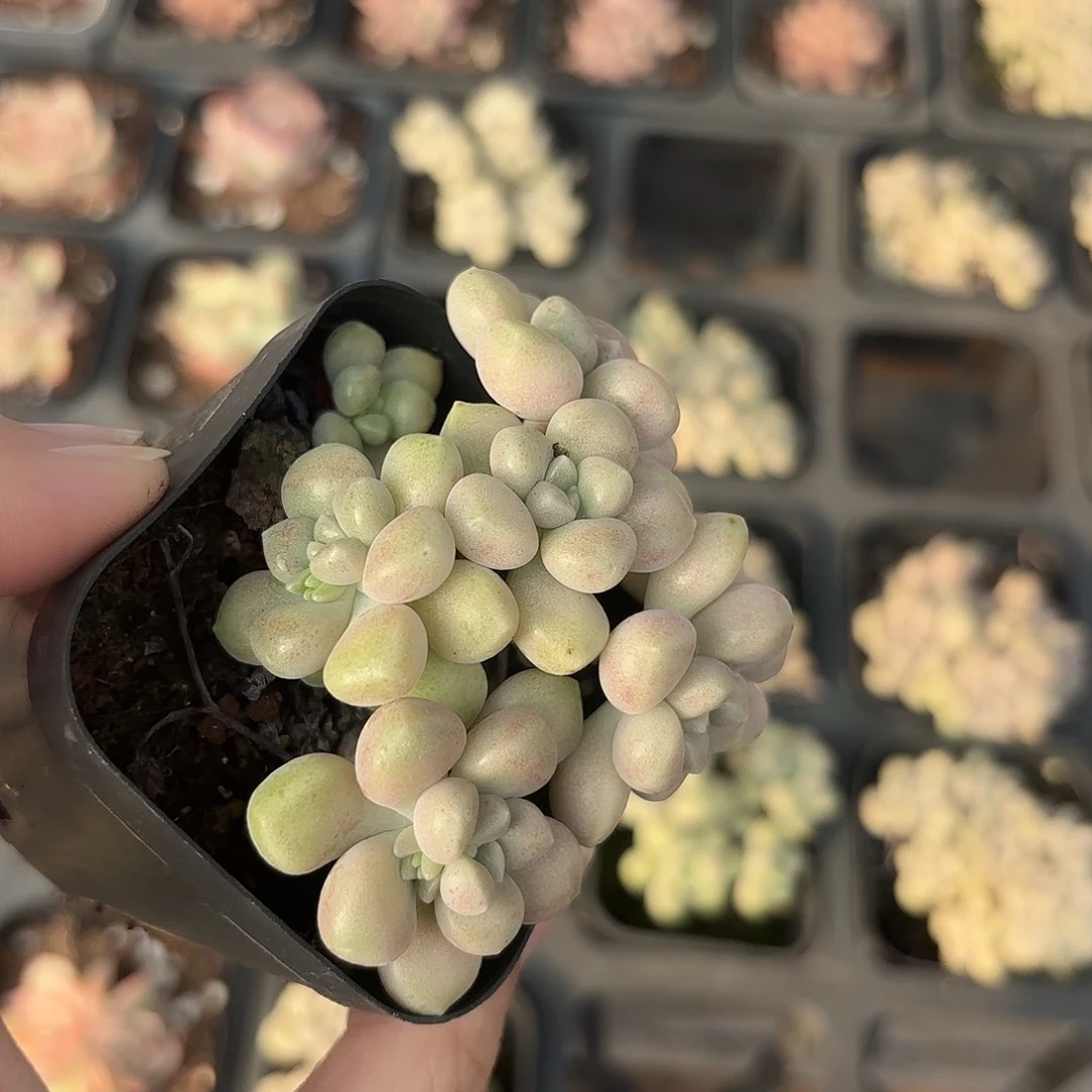 精品丸叶姬秋丽多肉植物